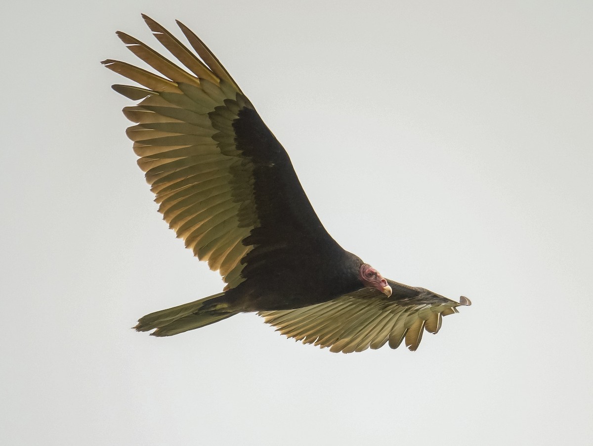 Turkey Vulture - ML618629339