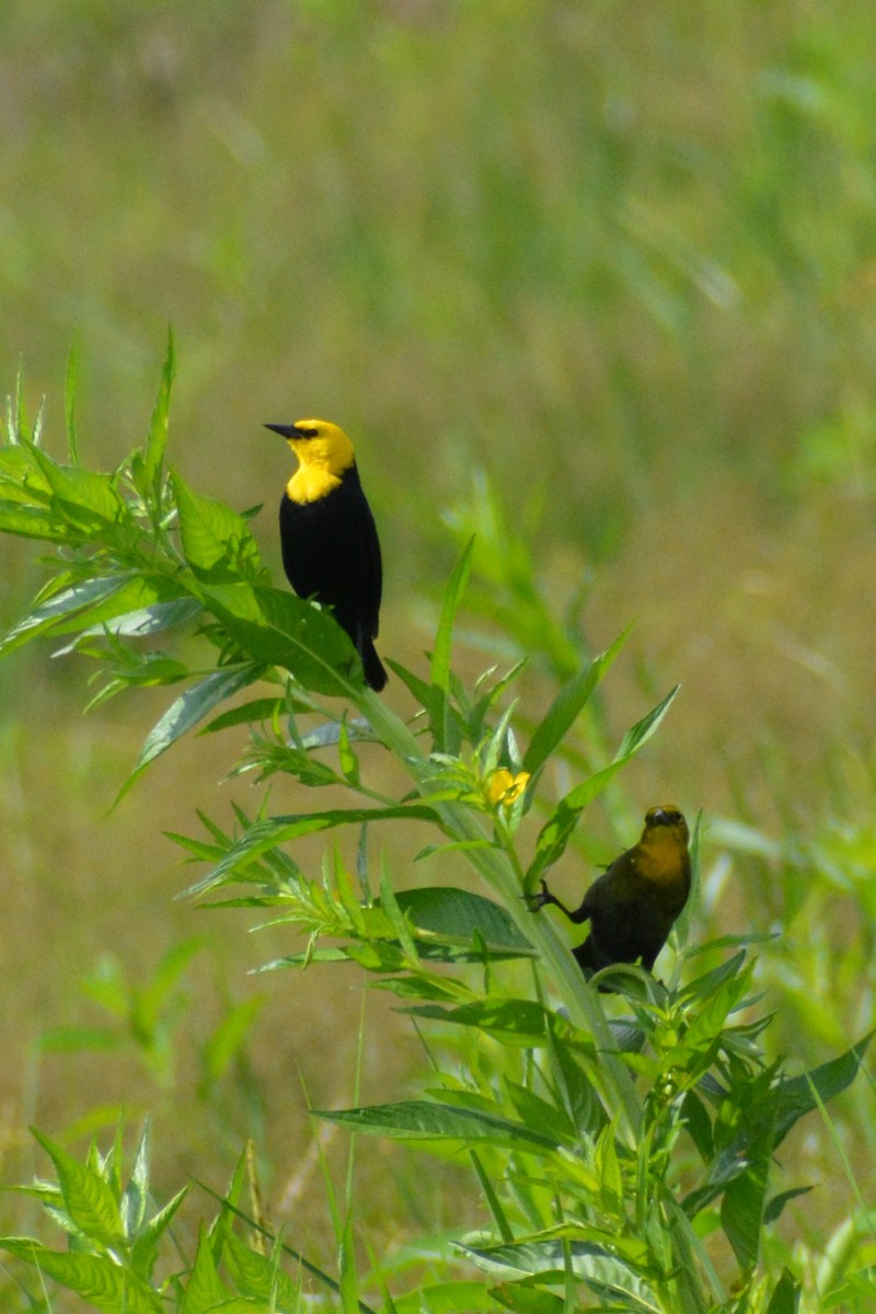 Yellow-hooded Blackbird - ML618629352