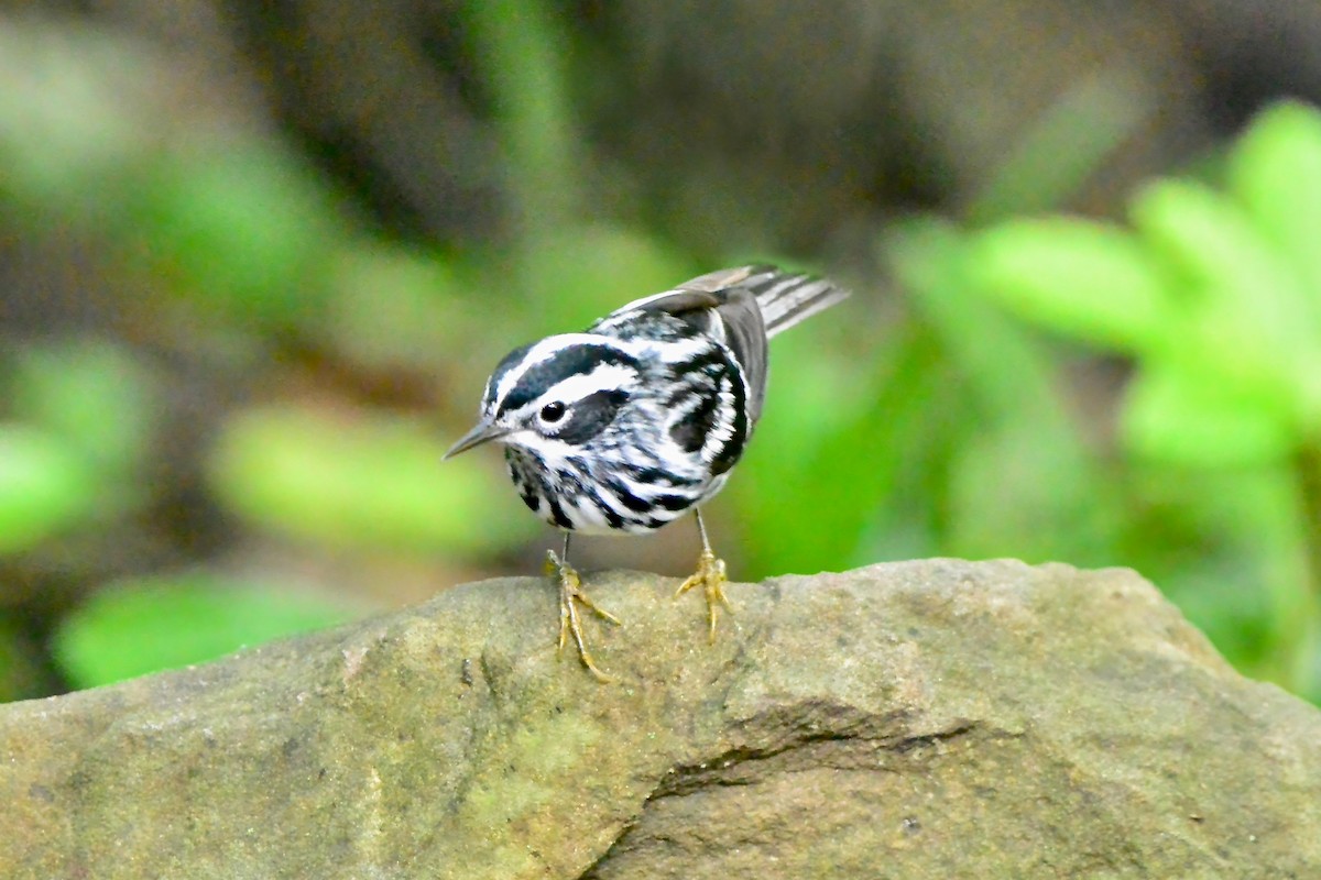 Black-and-white Warbler - ML618629353