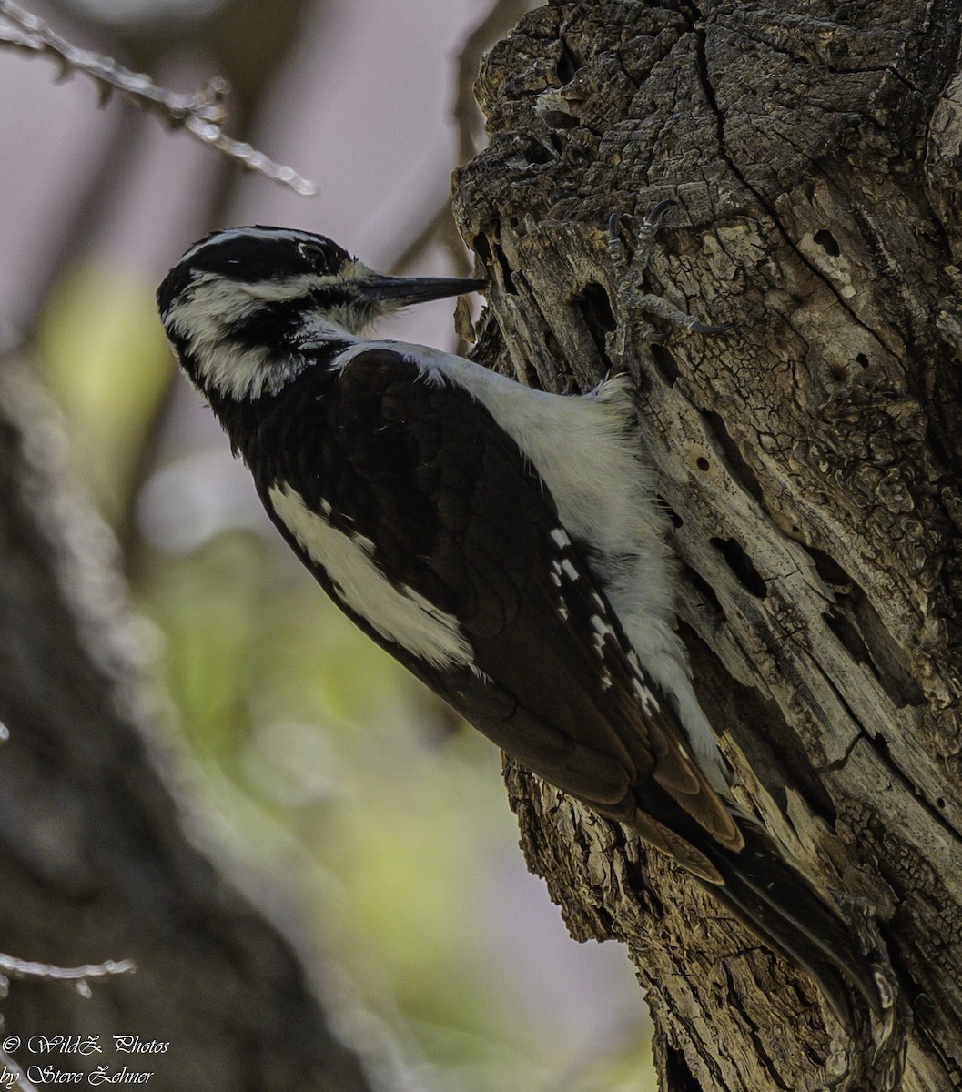 Hairy Woodpecker - Steve Zehner