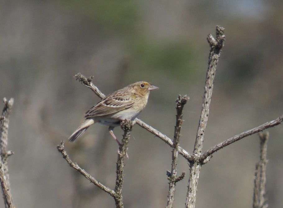 Grasshopper Sparrow - ML618629375