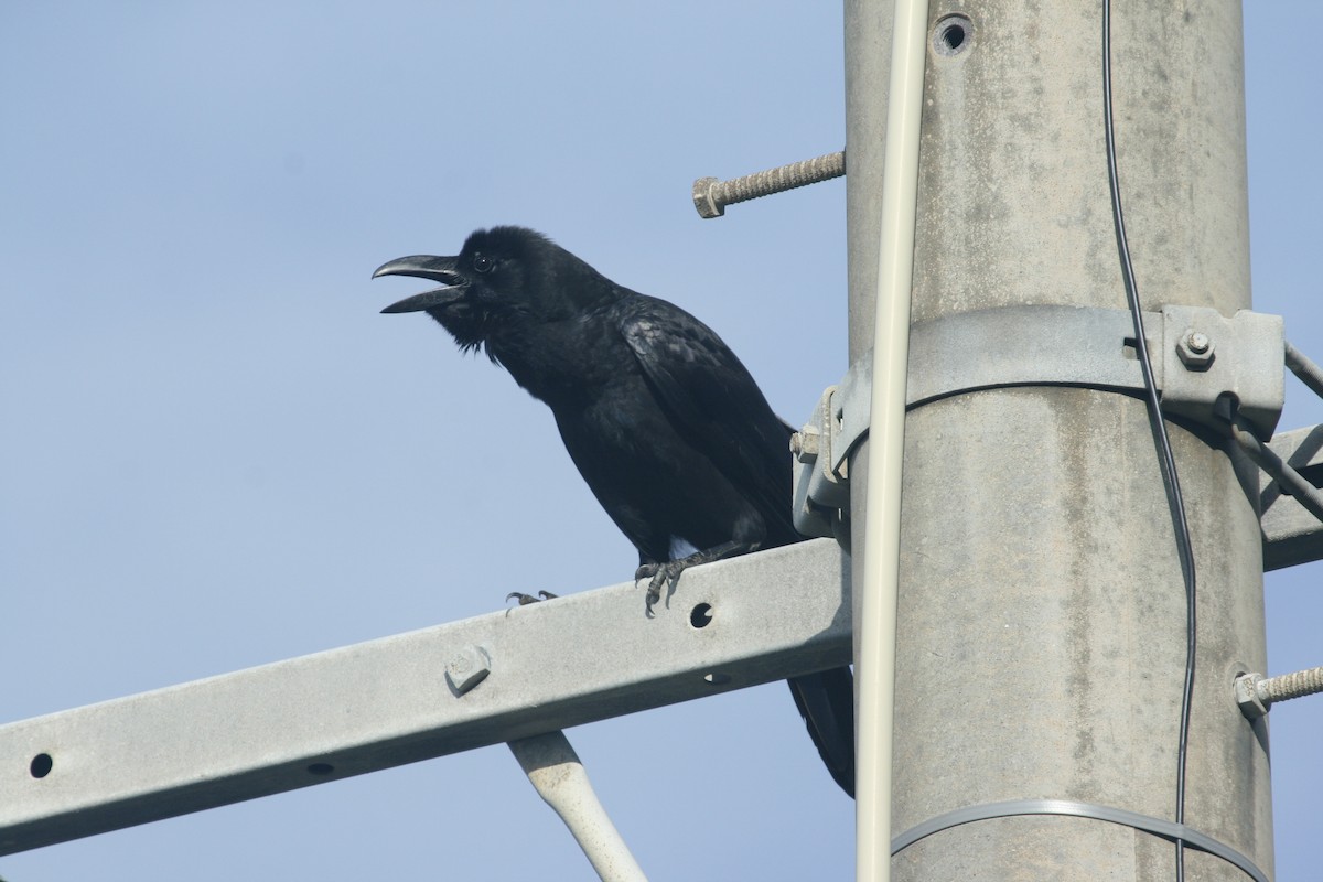Large-billed Crow - ML618629385