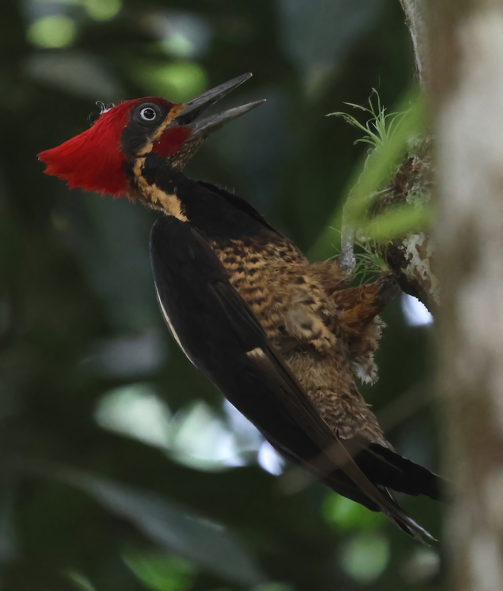 Lineated Woodpecker - Sally Veach