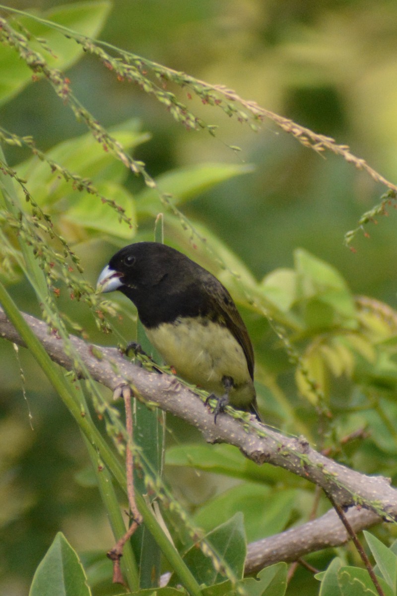 Yellow-bellied Seedeater - ML618629423
