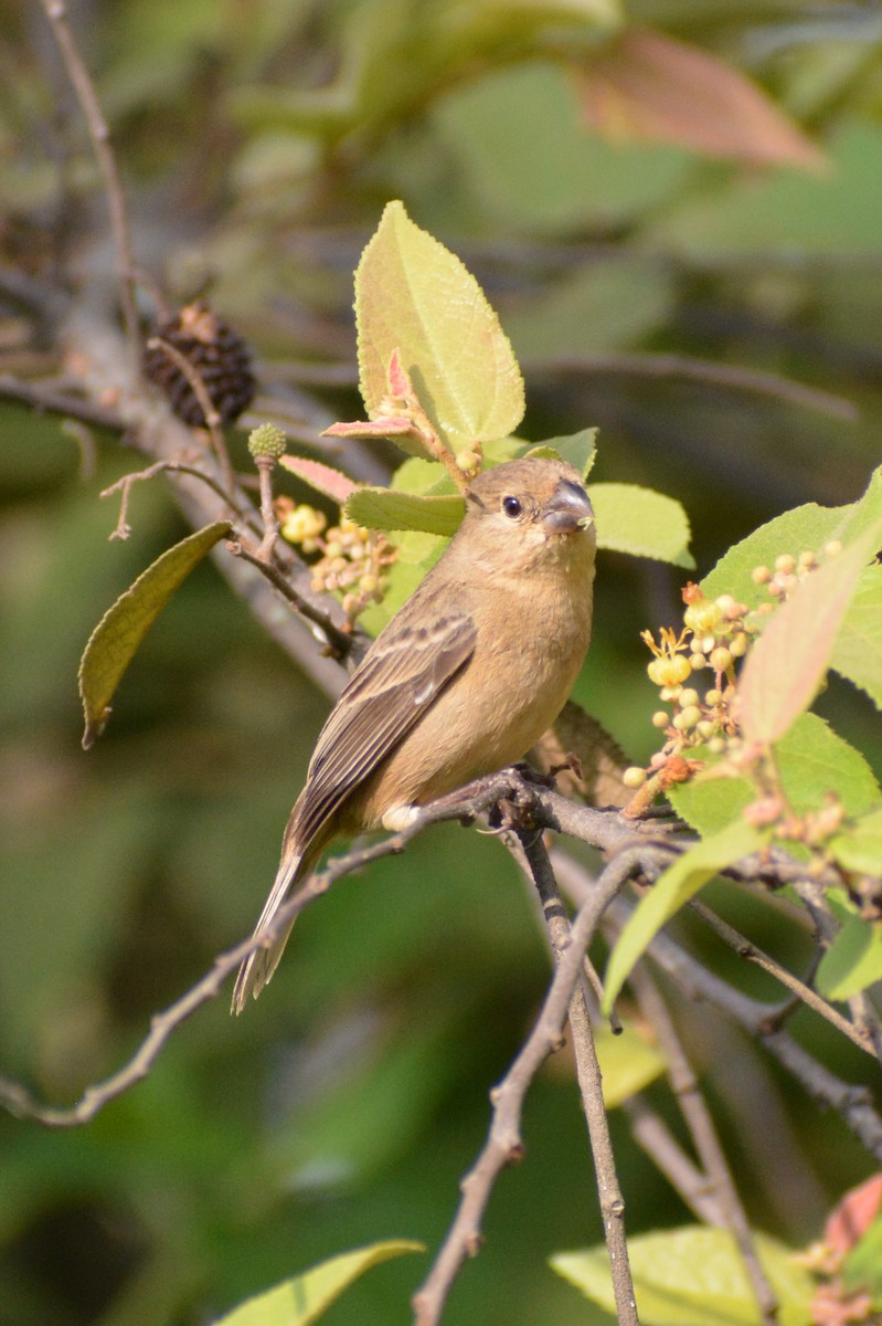 Yellow-bellied Seedeater - ML618629424