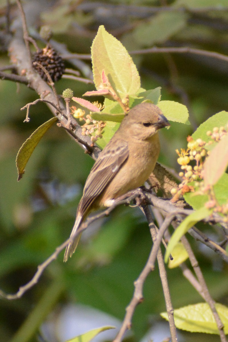Yellow-bellied Seedeater - ML618629425