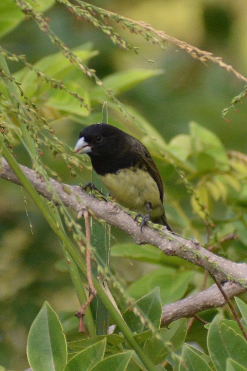 Yellow-bellied Seedeater - ML618629426