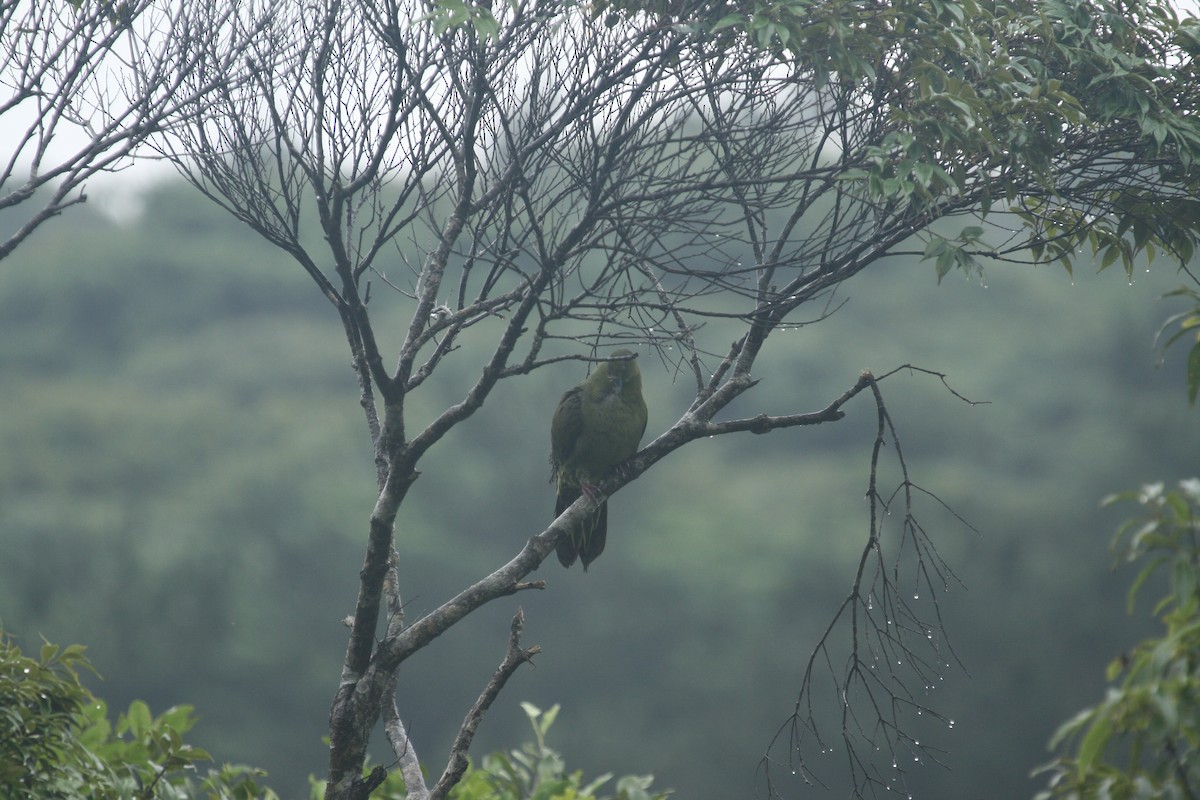 Тайваньский зелёный голубь (permagnus/medioximus) - ML618629459