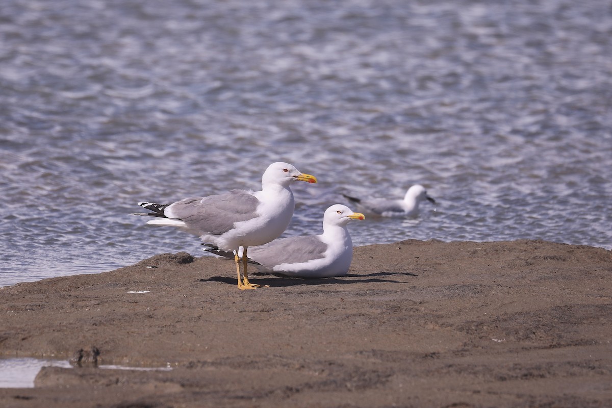 Yellow-legged Gull - ML618629494