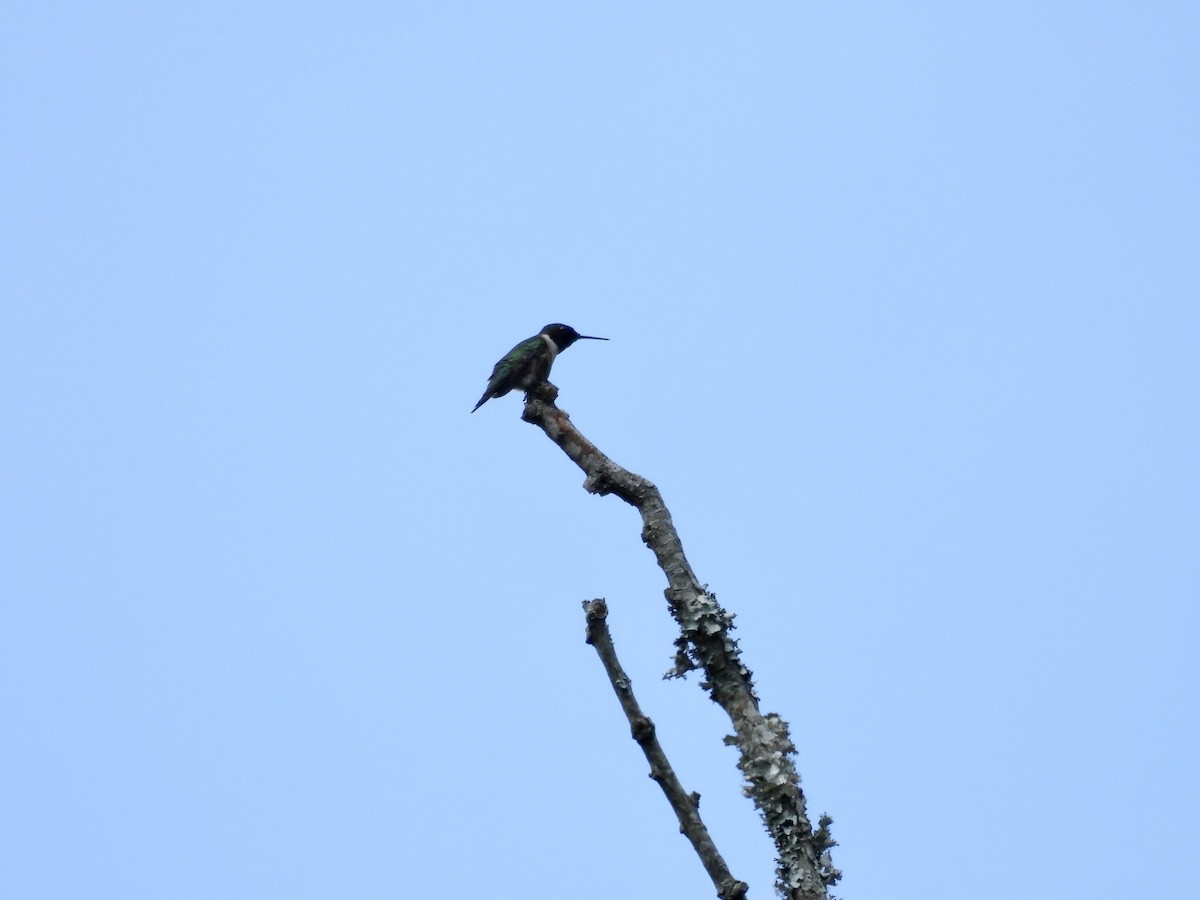 Ruby-throated Hummingbird - ML618629504