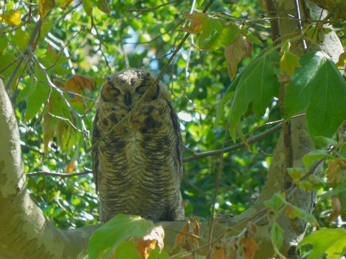 Great Horned Owl - ML618629513