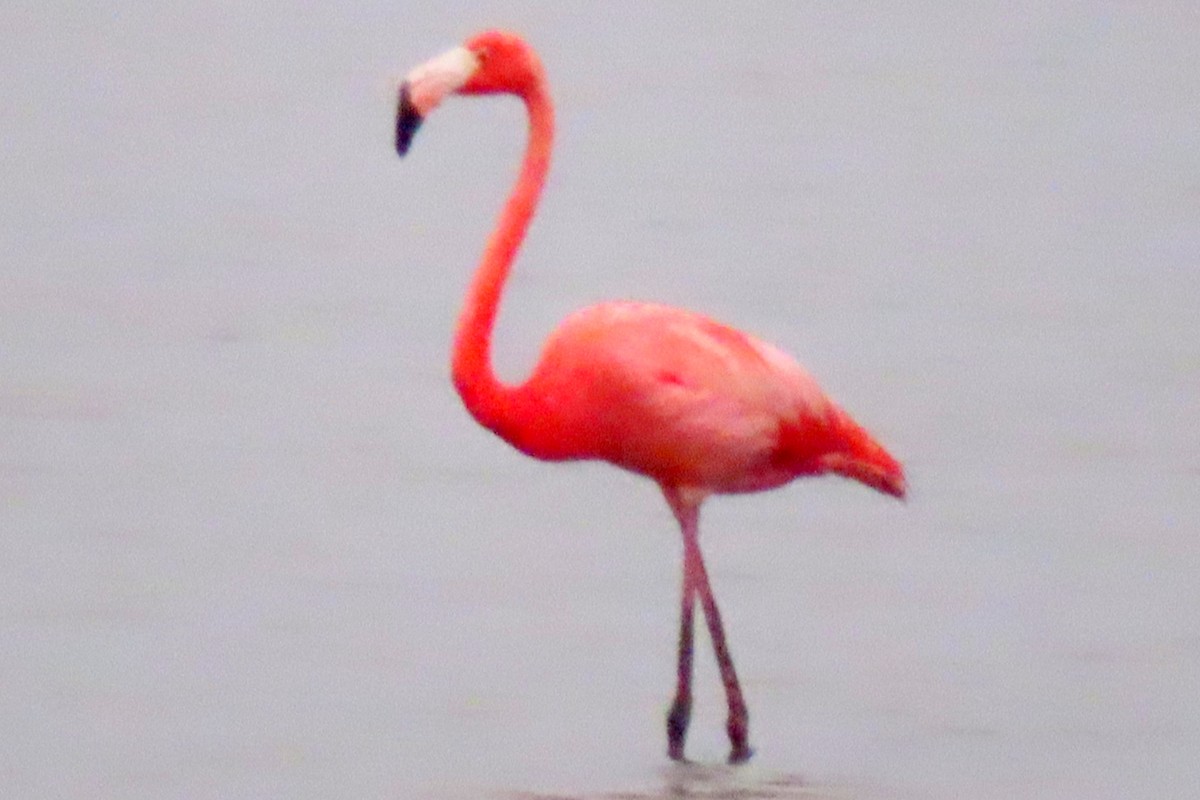 American Flamingo - Pamela Fuchs