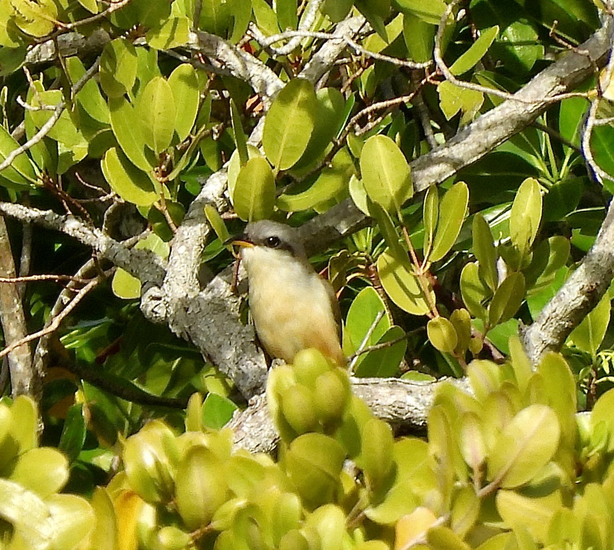 Mangrove Cuckoo - ML618629548