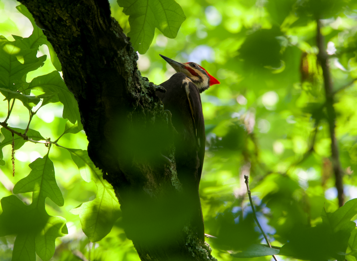 Pileated Woodpecker - Heather Buttonow