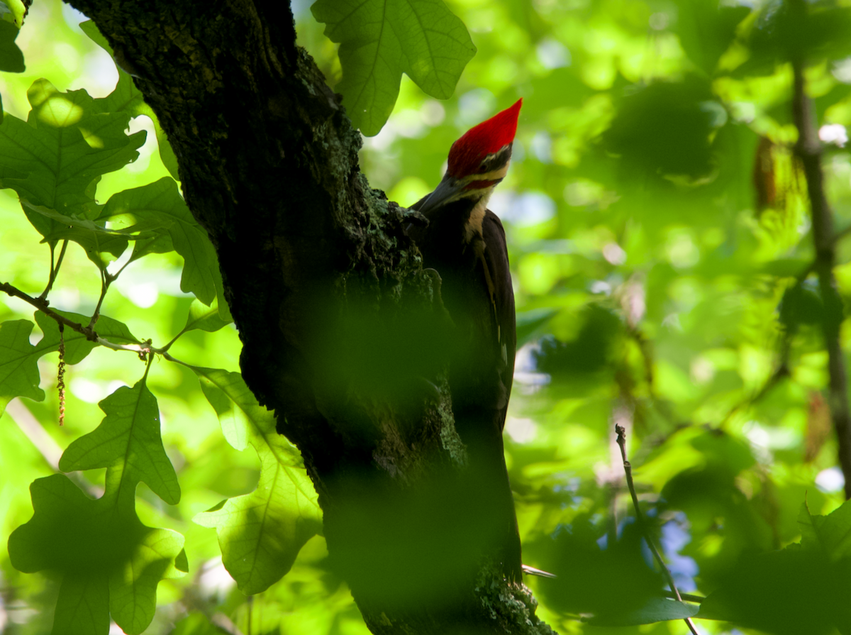 Pileated Woodpecker - ML618629551