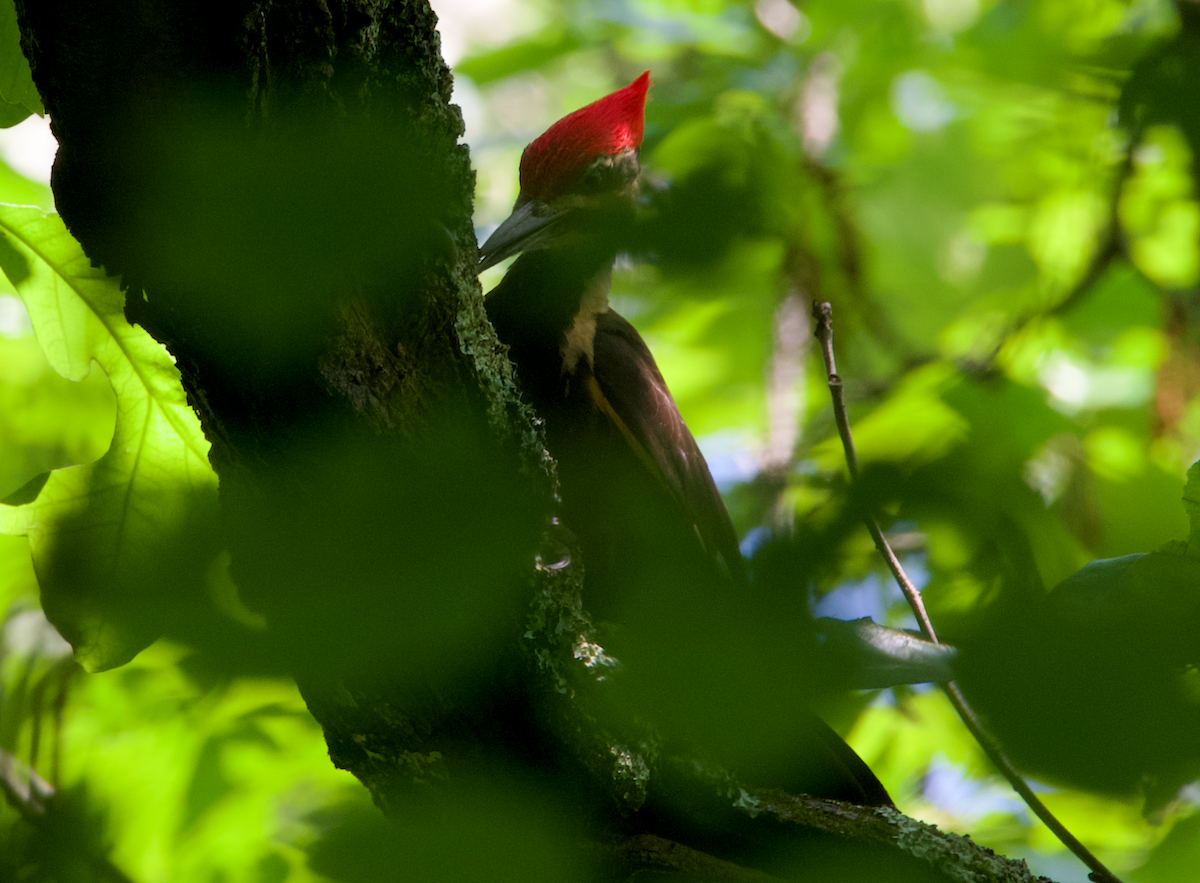 Pileated Woodpecker - ML618629558