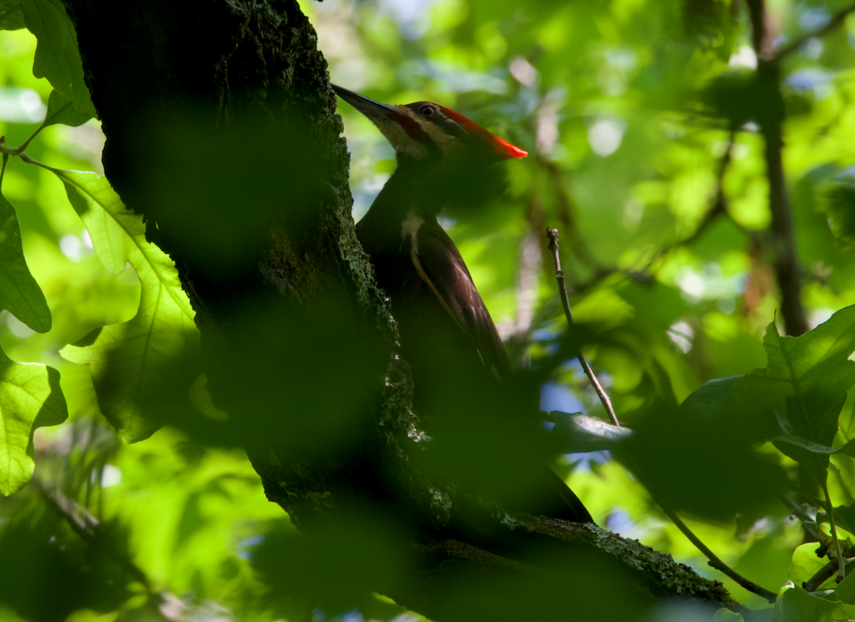 Pileated Woodpecker - ML618629559