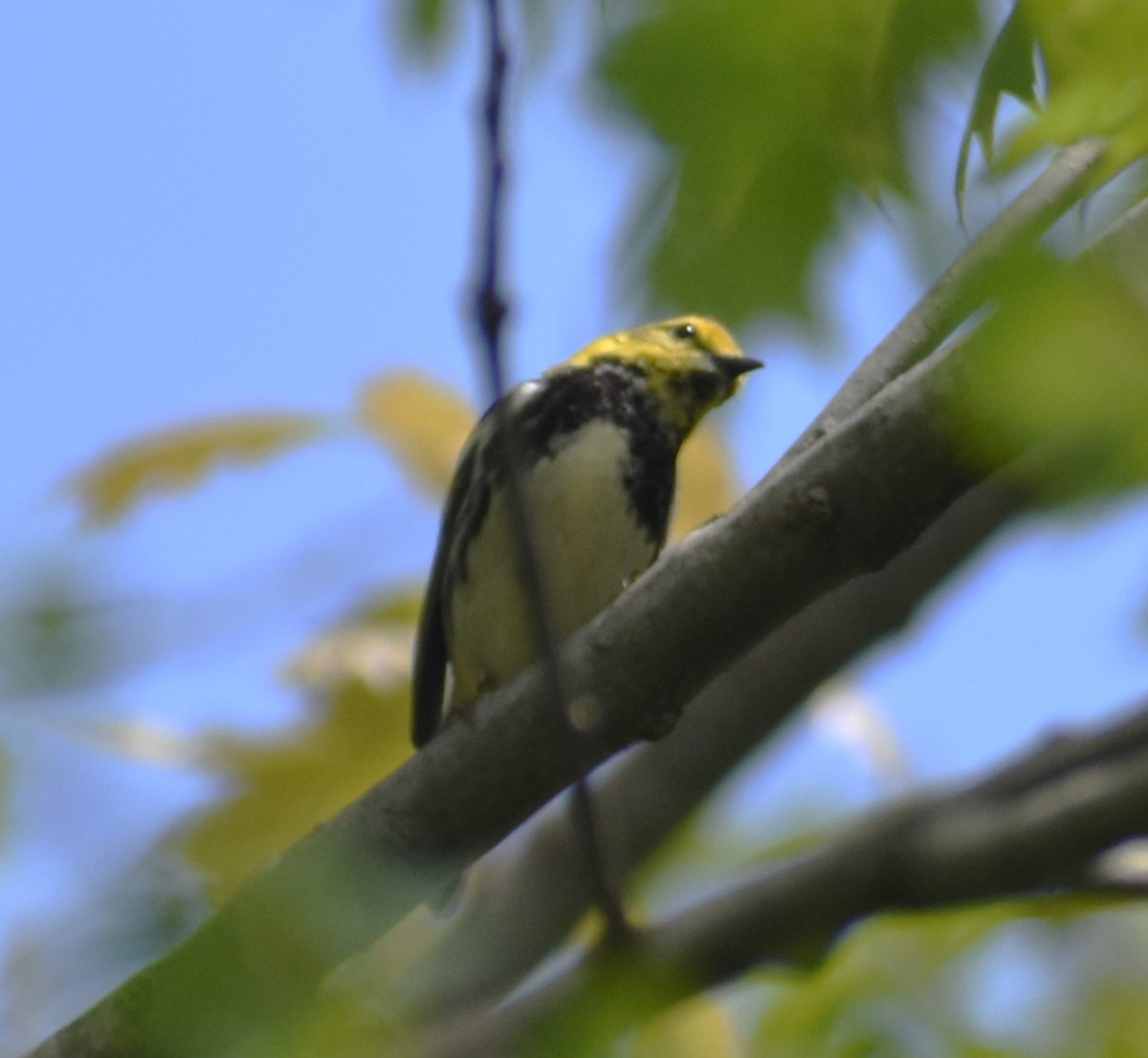 Black-throated Green Warbler - ML618629563