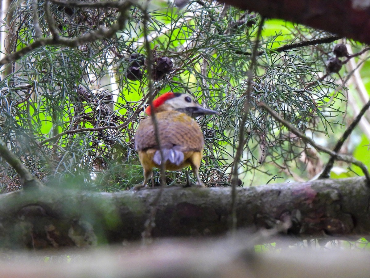 Spot-breasted Woodpecker - ML618629631