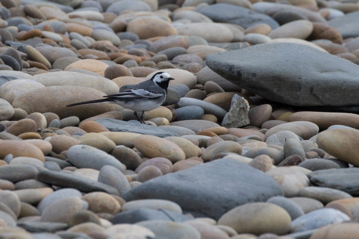 White Wagtail - Detcheverry Joël