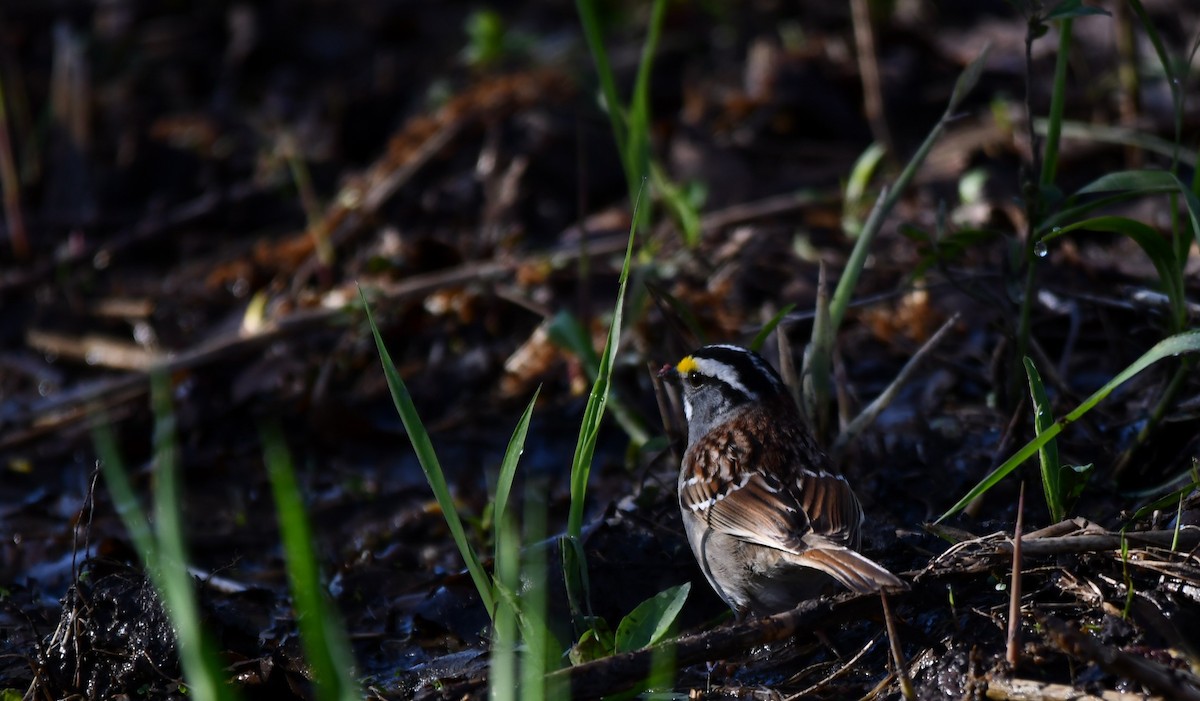 White-throated Sparrow - ML618629642
