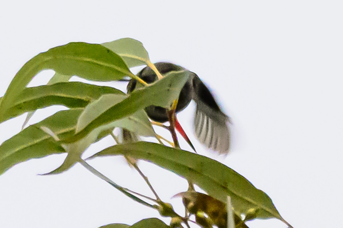 Gilded Hummingbird - ML618629671