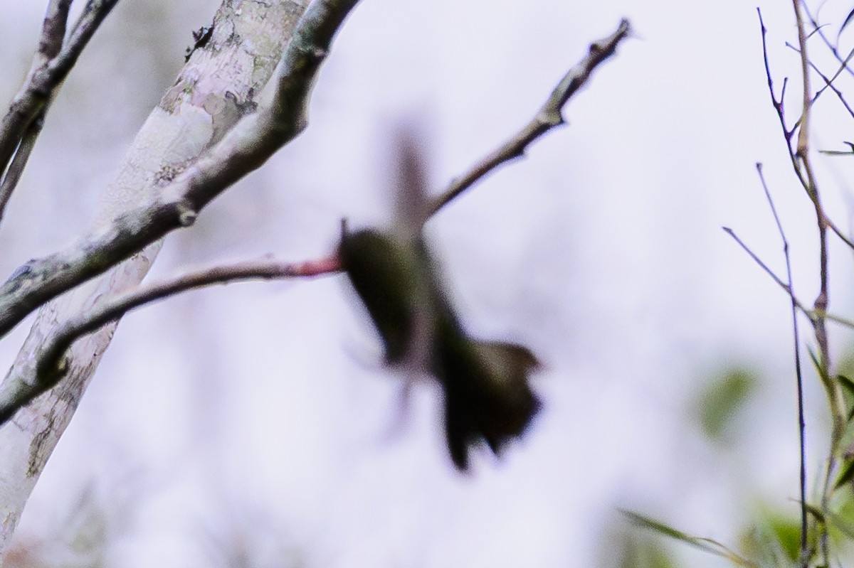 Gilded Hummingbird - ML618629672