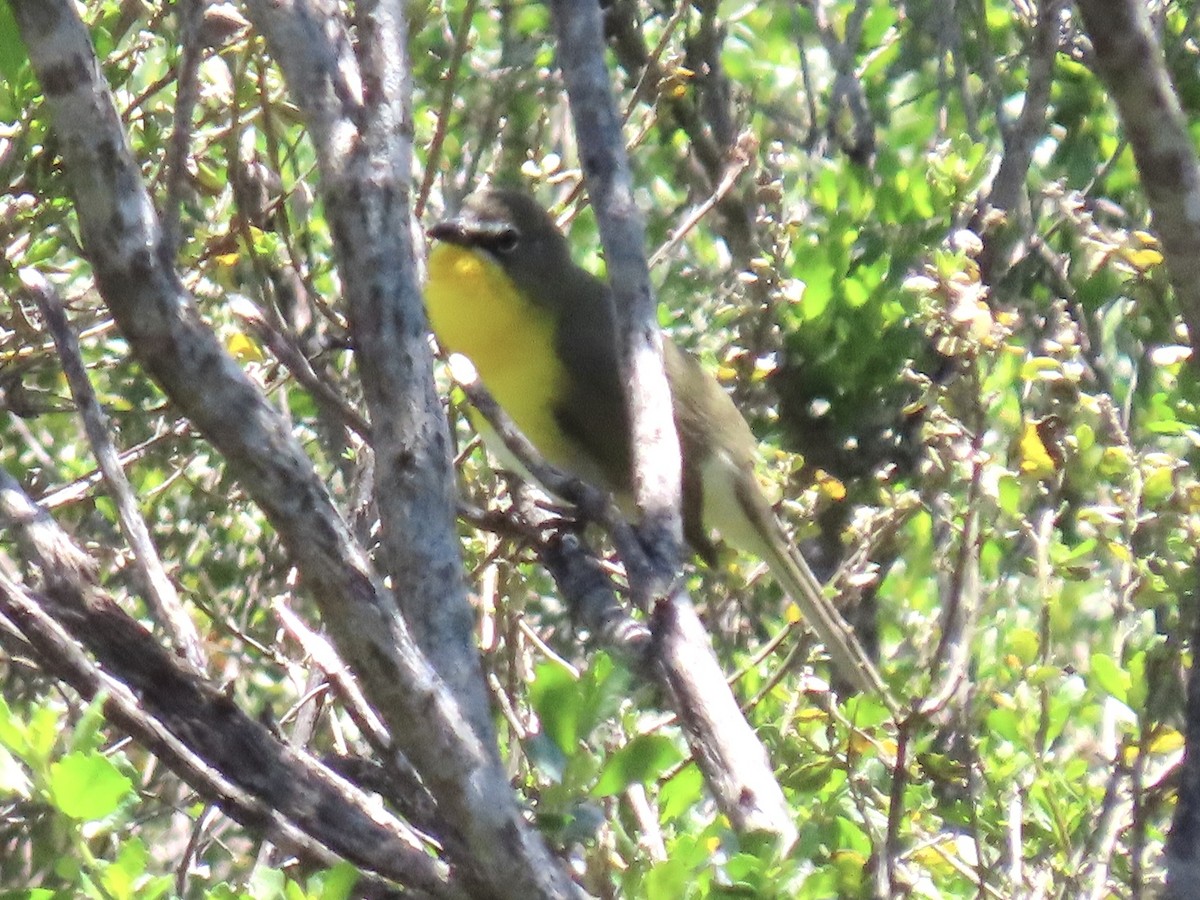 Yellow-breasted Chat - ML618629683