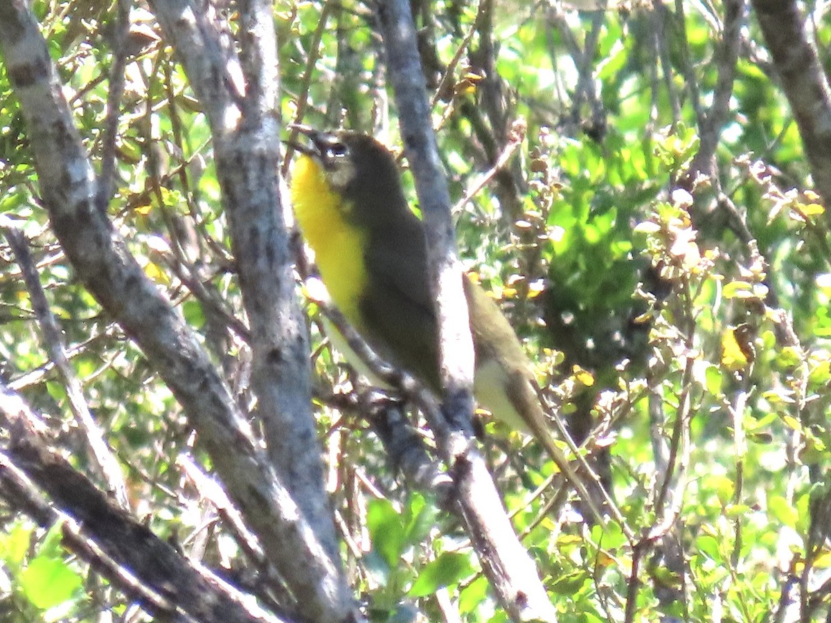 Yellow-breasted Chat - ML618629684