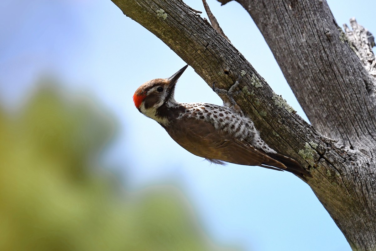 Arizona Woodpecker - ML618629733