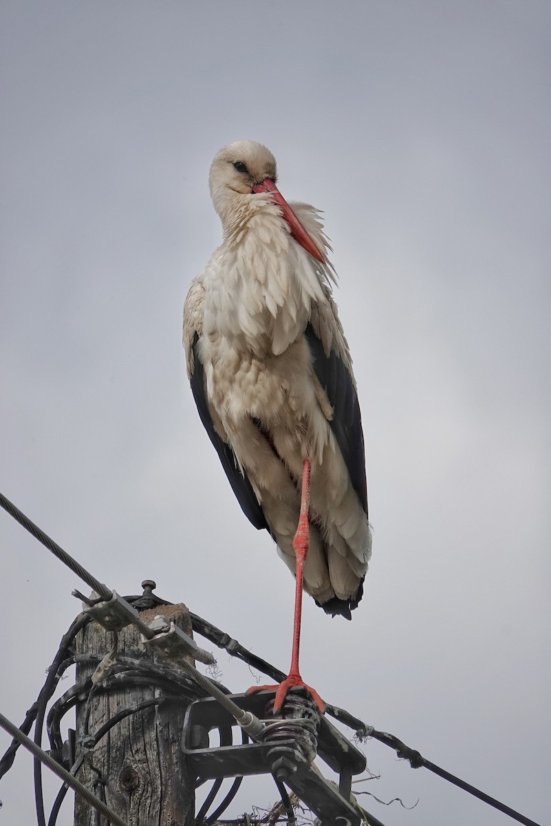 White Stork - ML618629759