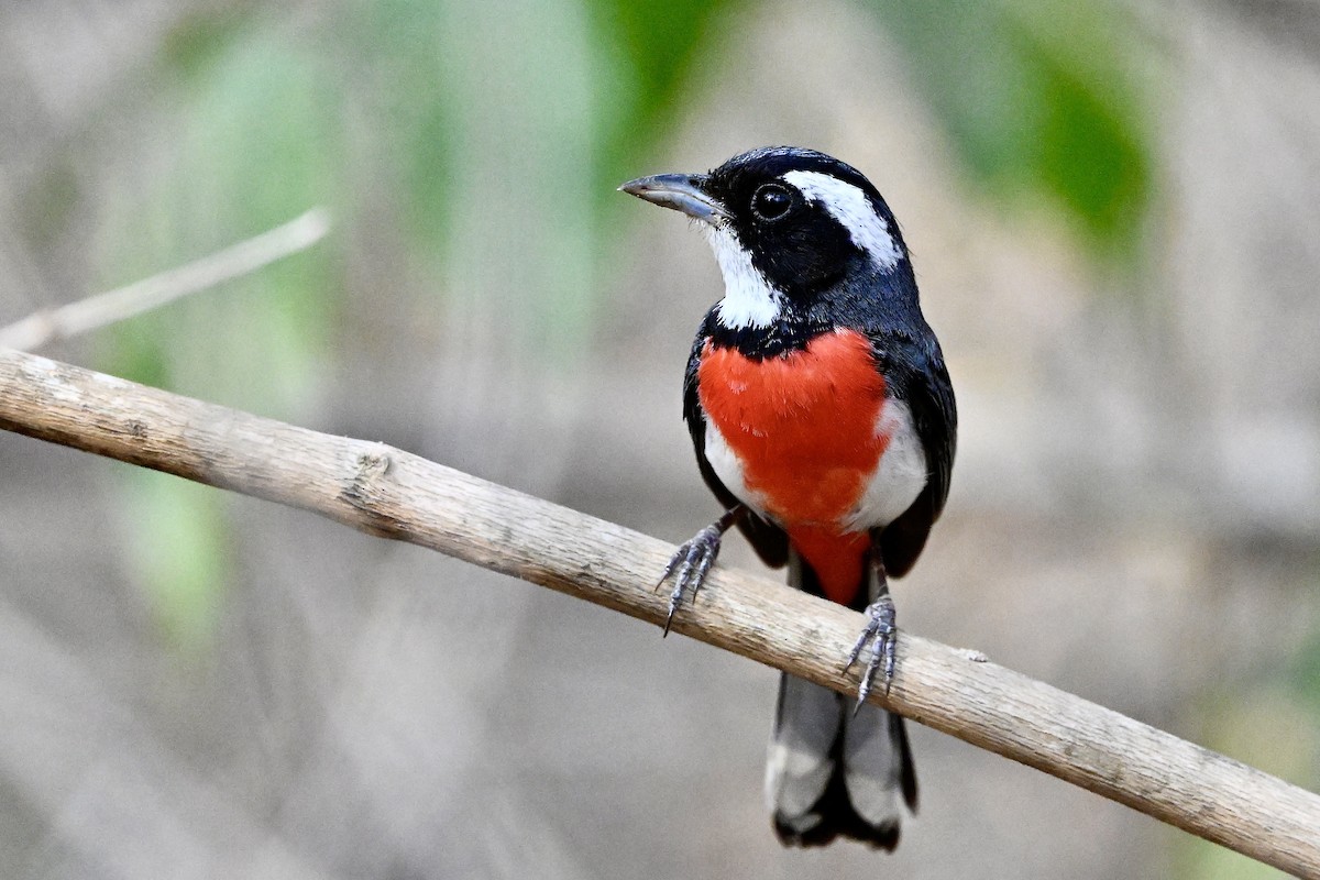Red-breasted Chat (Red-breasted) - ML618629760