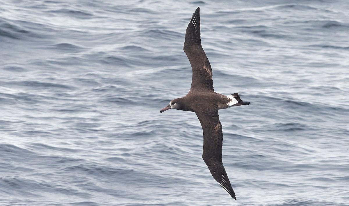 Black-footed Albatross - ML618629789