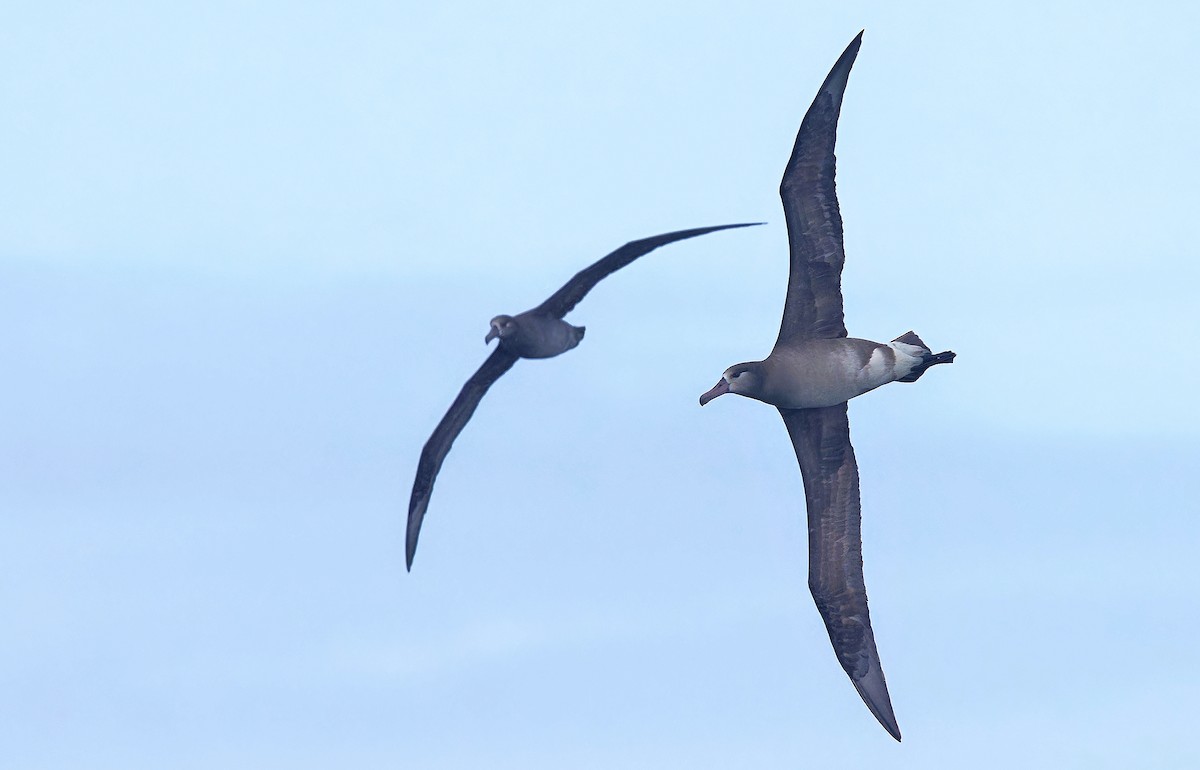 albatros černonohý - ML618629790