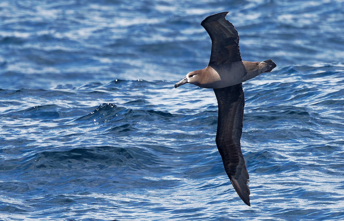 Black-footed Albatross - ML618629791