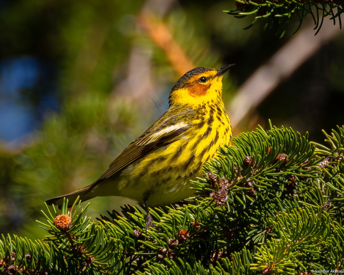 Cape May Warbler - ML618629793