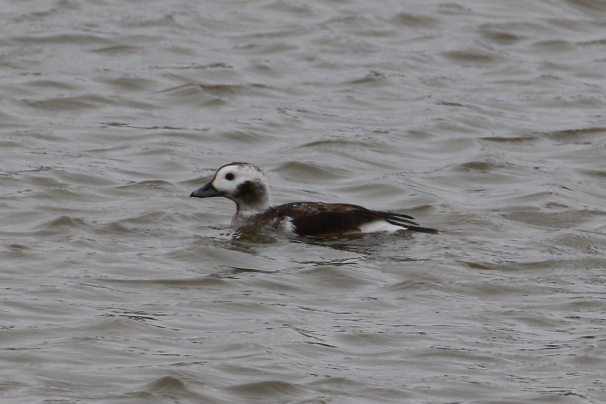 Long-tailed Duck - ML618629859
