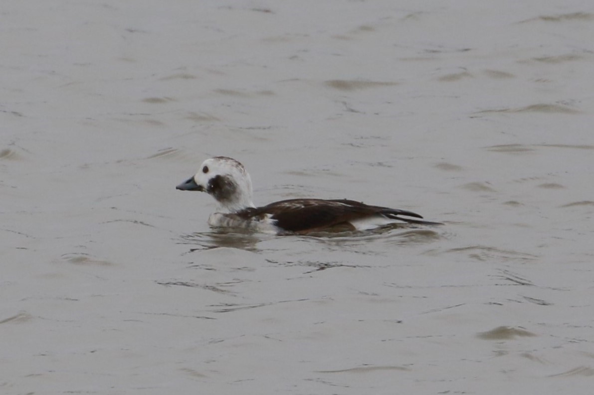 Long-tailed Duck - ML618629871