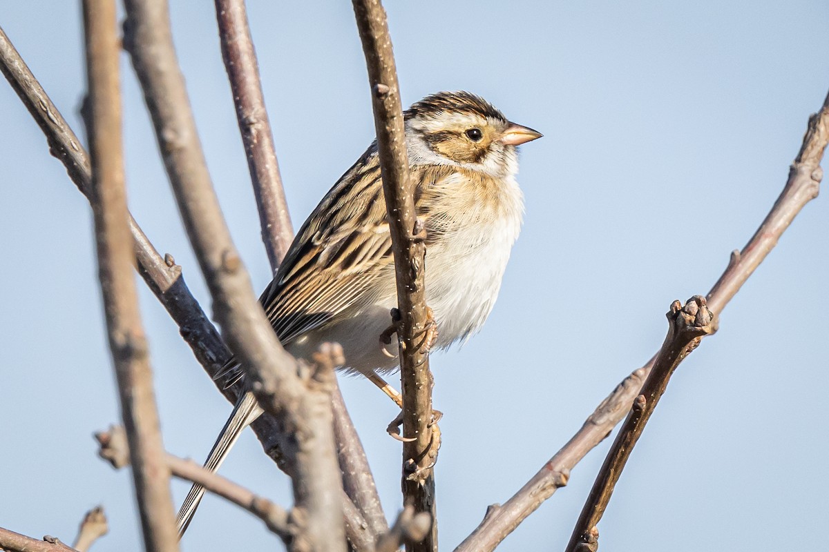 Clay-colored Sparrow - ML618629873