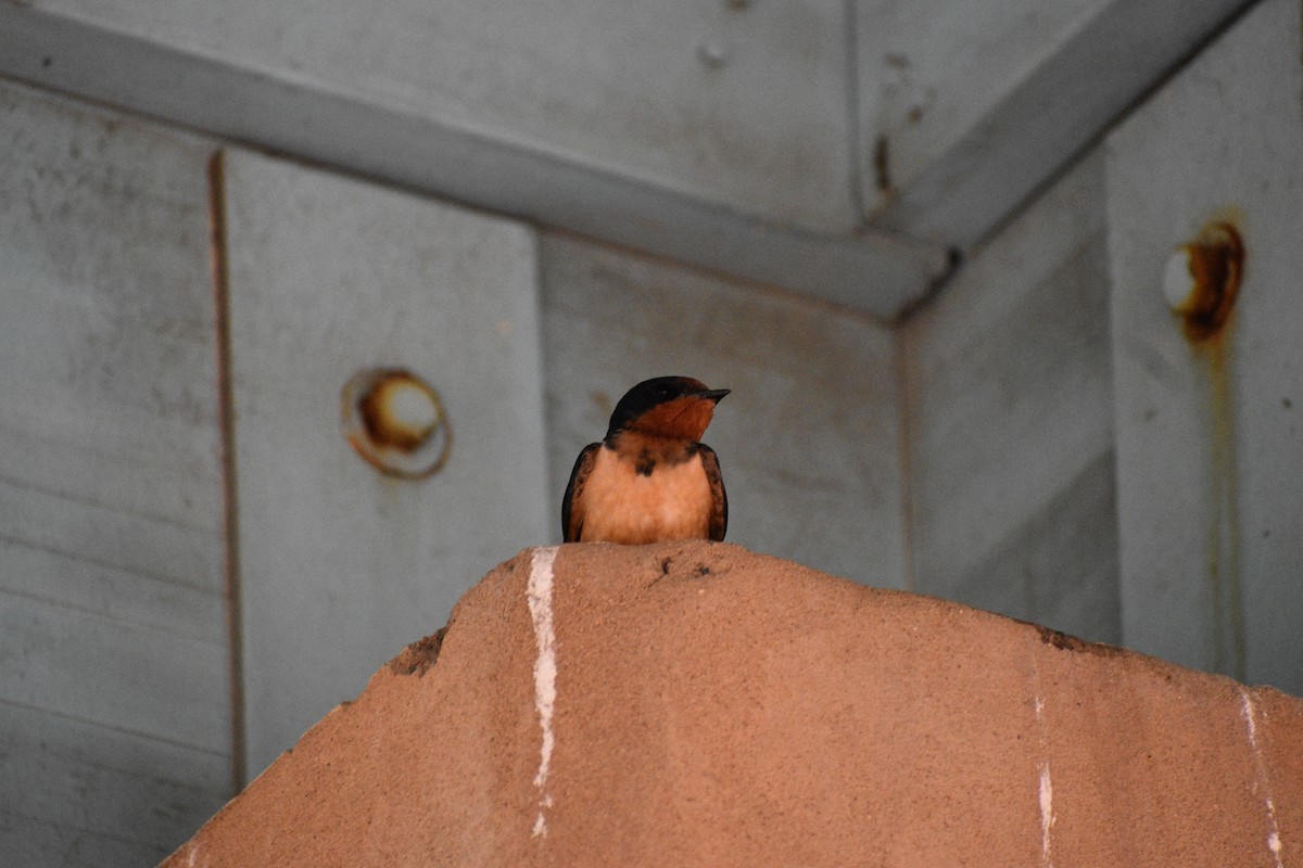 Cave Swallow - ML618629900