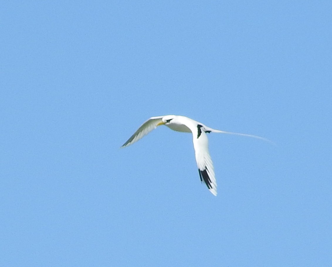 White-tailed Tropicbird - ML618629964