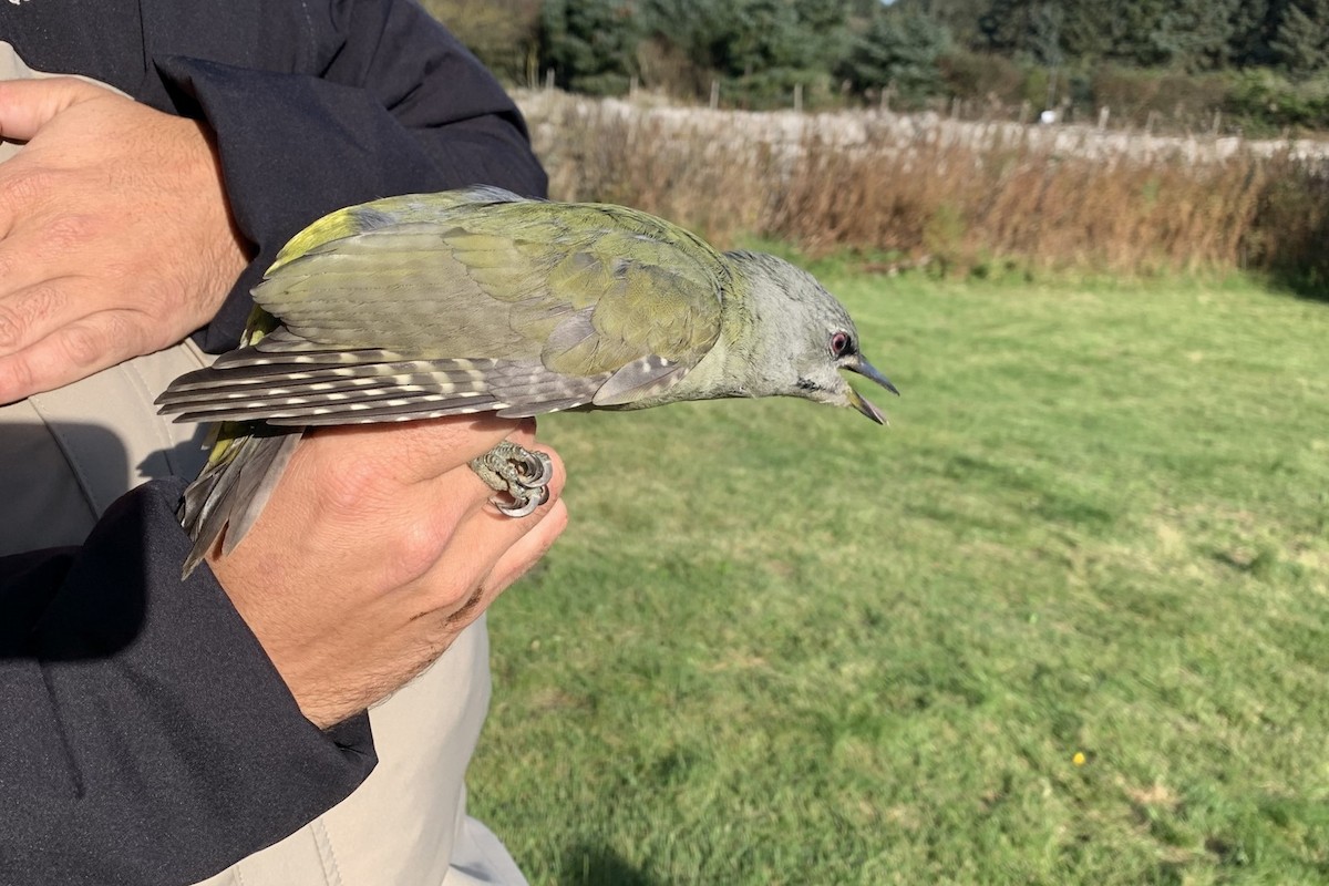 Gray-headed Woodpecker - ML618629982