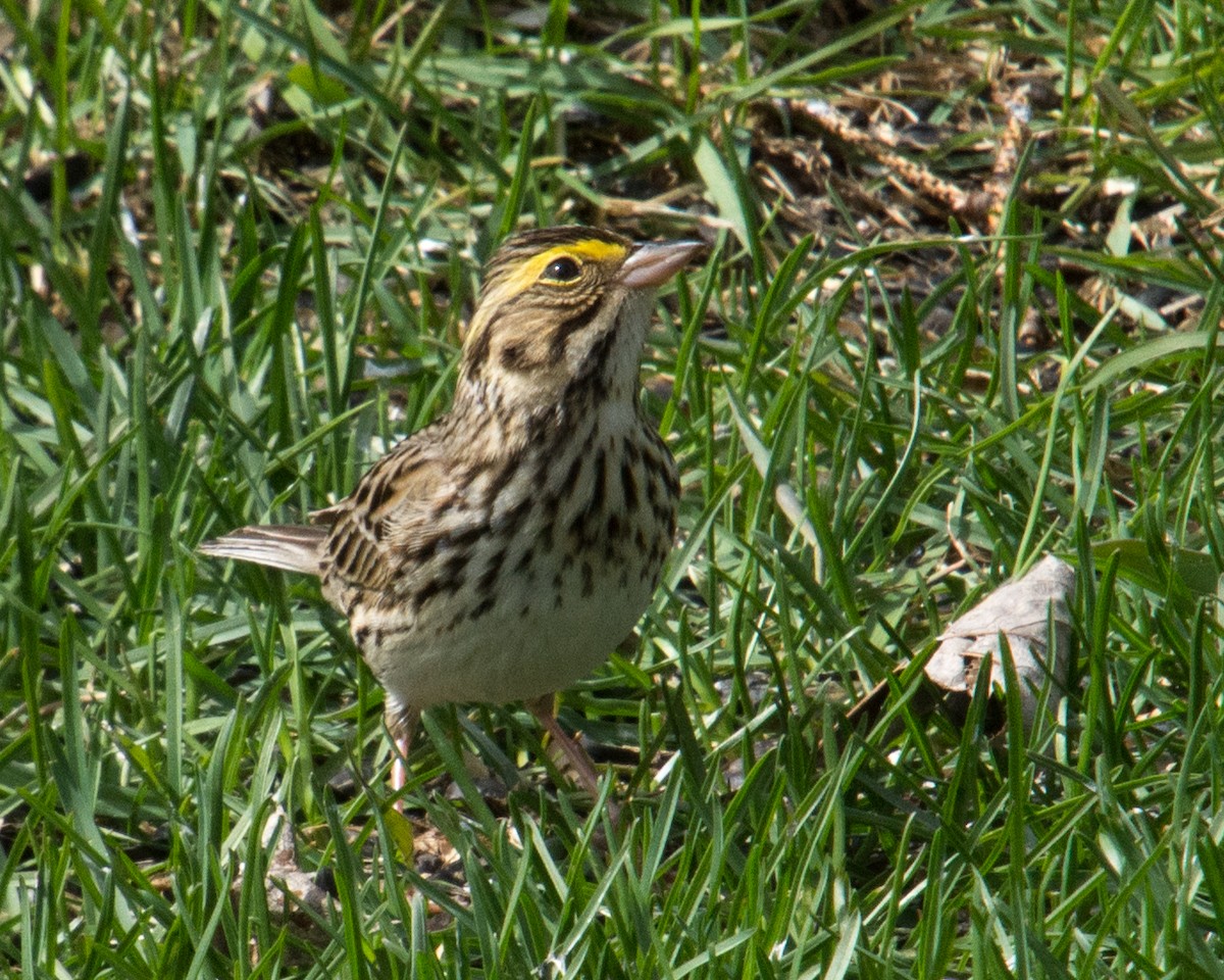 Savannah Sparrow (Savannah) - ML618630009