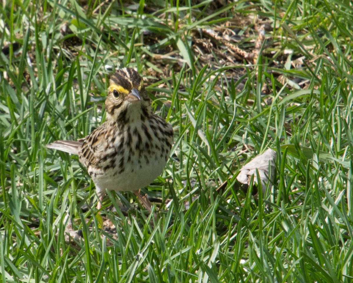 Savannah Sparrow (Savannah) - ML618630010