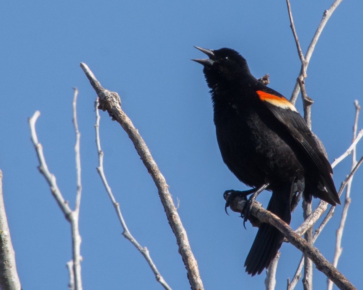 Red-winged Blackbird (Red-winged) - ML618630028