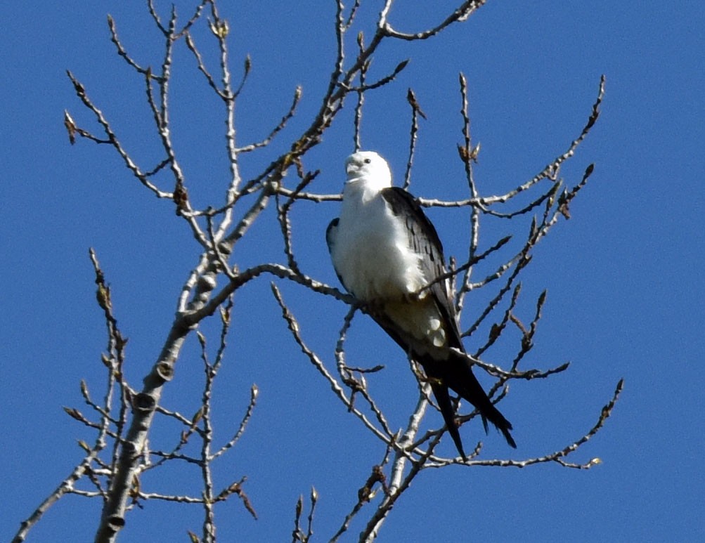 Swallow-tailed Kite - ML618630053
