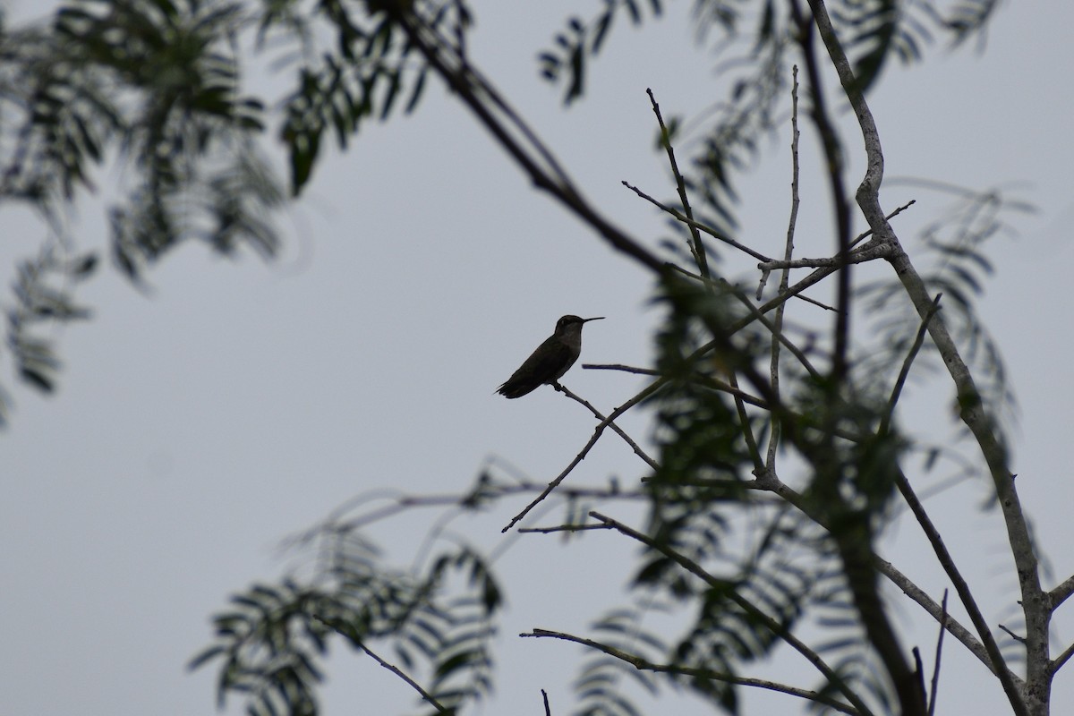 Ruby-throated/Black-chinned Hummingbird - ML618630058