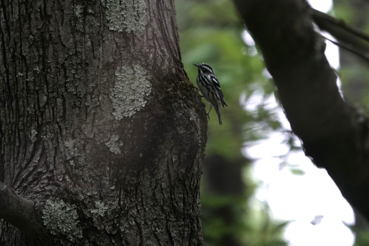 Black-and-white Warbler - ML618630079
