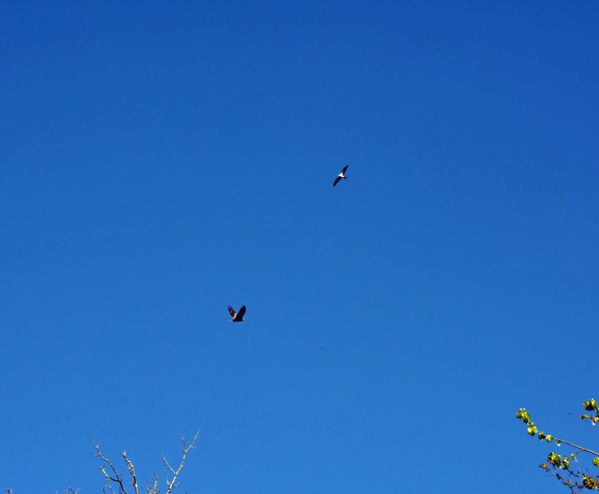 Swallow-tailed Kite - ML618630084