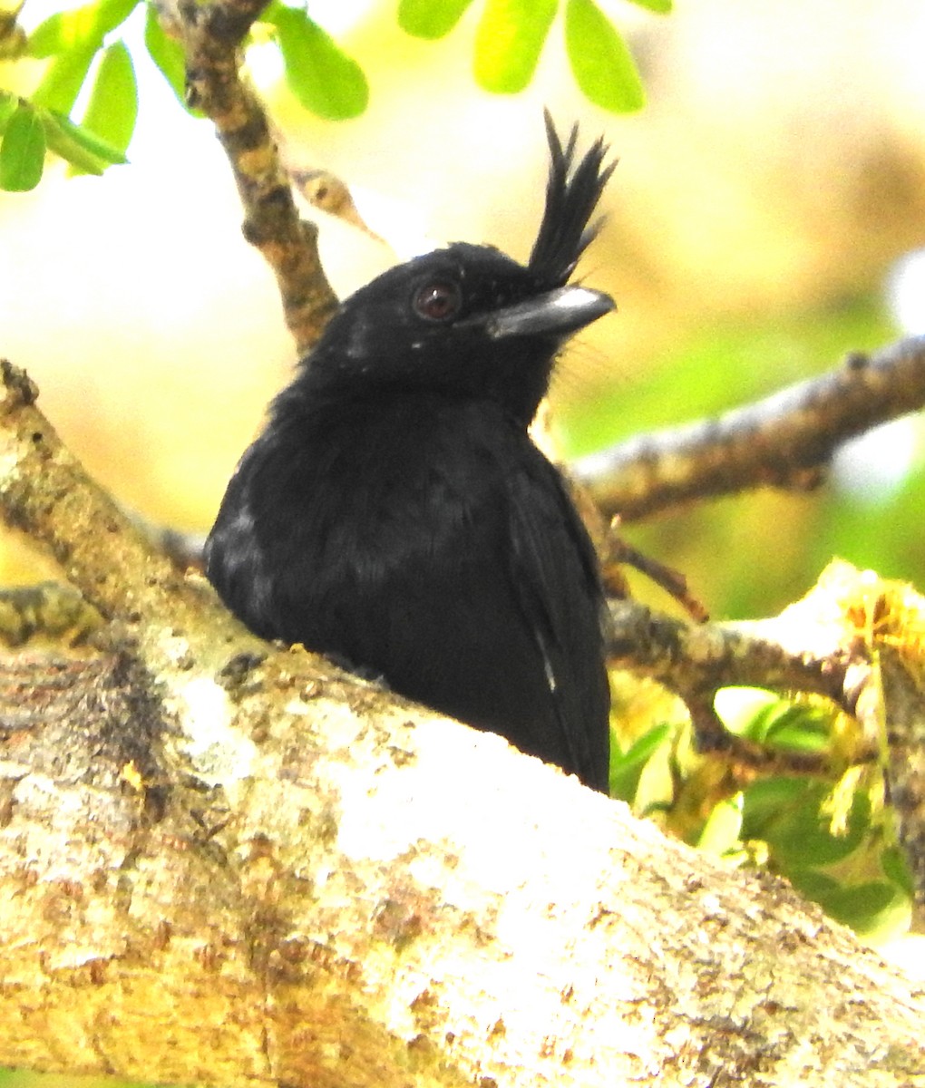 Crested Drongo - ML618630130